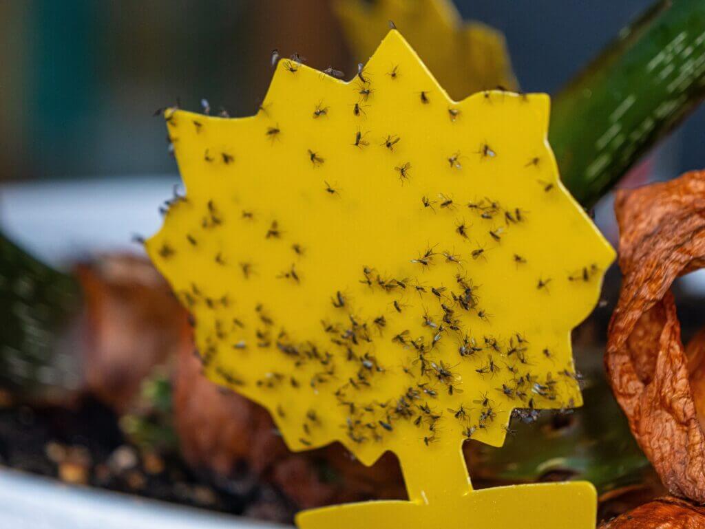 gul limplate med hærmygg